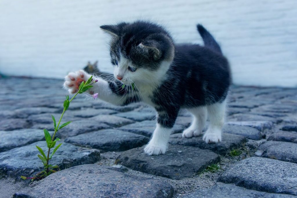 고양이 동반자: 고양이를 애완동물로 키우는 종합 가이드 1 cat 2536662 1280 1